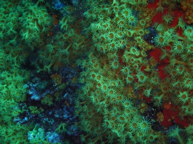  Varias especies de Marina Flora 